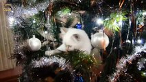 Cats vs. Christmas Trees Compilation 2016 - 20