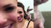 Sphinx Cats  Funny Hairless Cats Playing [Epic
