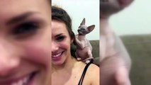 Sphinx Cats  Funny Hairless Cats Playing [Epic L