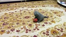 Cute Kittens  Funny Cats Playing [Epic Laugh