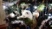 Cats vs. Christmas Trees Compilation 2016 - 201