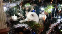 Cats vs. Christmas Trees Compilation 2016 -