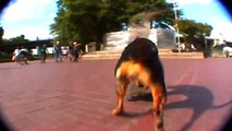 Skateboarding Dog Skills   SAVAGE LEVEL 1