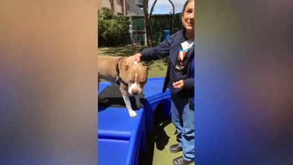 Adopt Sonny!    Pit Bull Mix    Adoption Feature