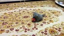 Cute Kittens  Funny Cats Playing [Epi