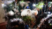 Cats vs. Christmas Trees Compilation 2016 - 2017 [