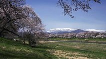 Sakura Stream in Tohoku, Japan 4K (Ultra HD)