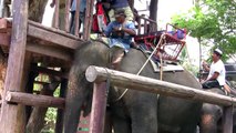 Artur and Galina on Elephant in Th