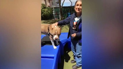 Adopt Sonny!    Pit Bull Mix    Adoption Featur