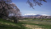 Sakura Stream in Tohoku, Japan 4K (Ultra HD)