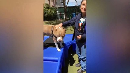 Adopt Sonny!    Pit Bull Mix    Adoption Feat