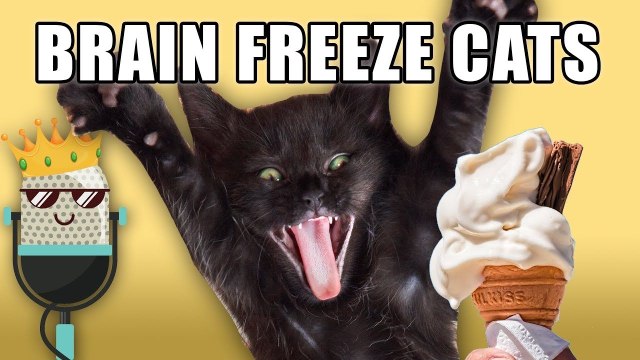 Des chats avec des cris humains en mangeant de la glace