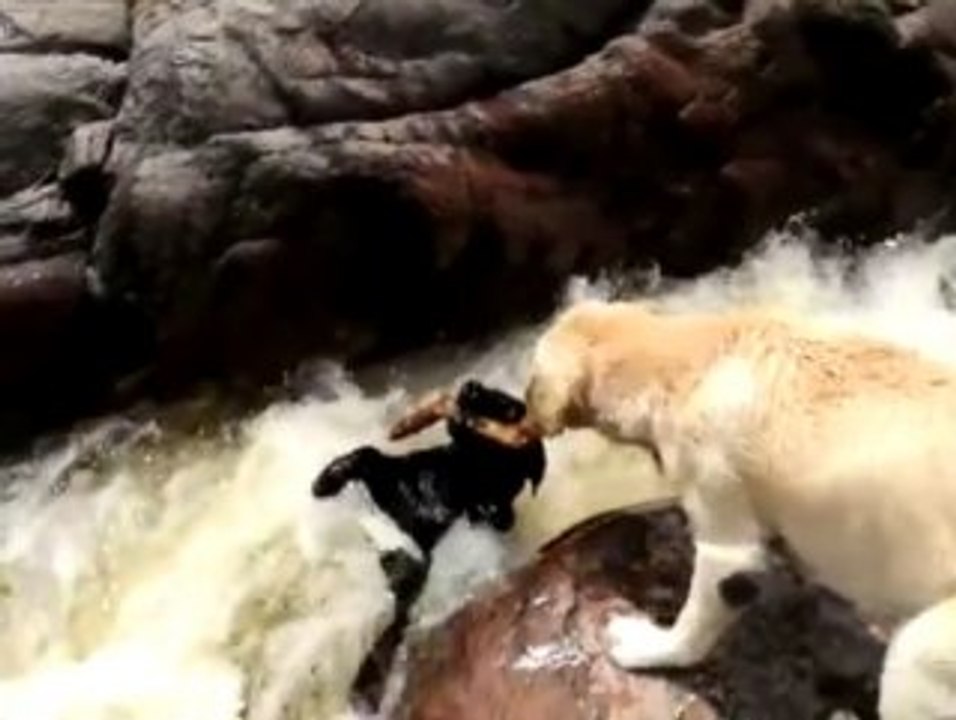 Müthiş kurtarma -  Yok böyle birşey