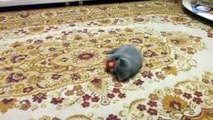 Cute Kittens  Funny Cats Playing [Epi