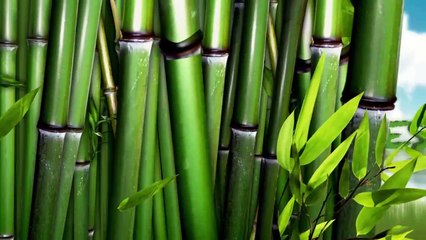 Varkala Island   ponnum thuruth  kerala