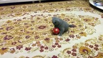 Cute Kittens  Funny Cats Playing [Epic