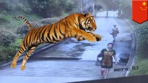 Wisatawan nyaris dimakan harimau karena melompati pagar kebun binatang - Tomonews