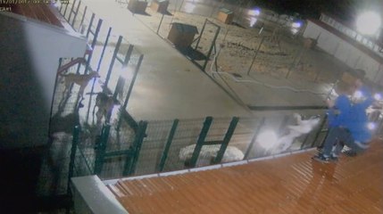 Hayvan Barınağında Ilginç Hırsızlık