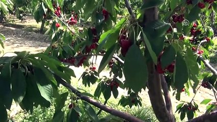 Çeribaşı"Dan Avrupa'ya Kiraz Ihracatı