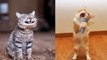 10+ Cats That Are Believed to be Masters and Tricks