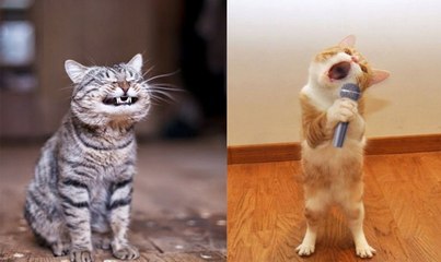 10+ Cats That Are Believed to be Masters and Tricks