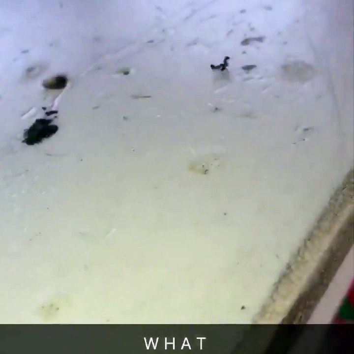 The most savage ant sacrifice of all time... 