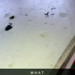 The most savage ant sacrifice of all time... 