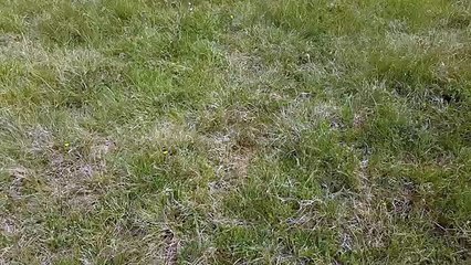 Festival de chenilles en pleine nature !