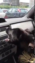 Upalio je klimu u svom automobilu, no reakcija njegovog psa nasmijala je milione (VIDEO)