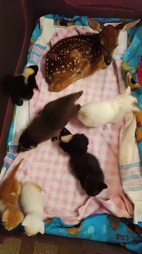 Quoi de plus adorable que tout ces bébés animaux trop chou