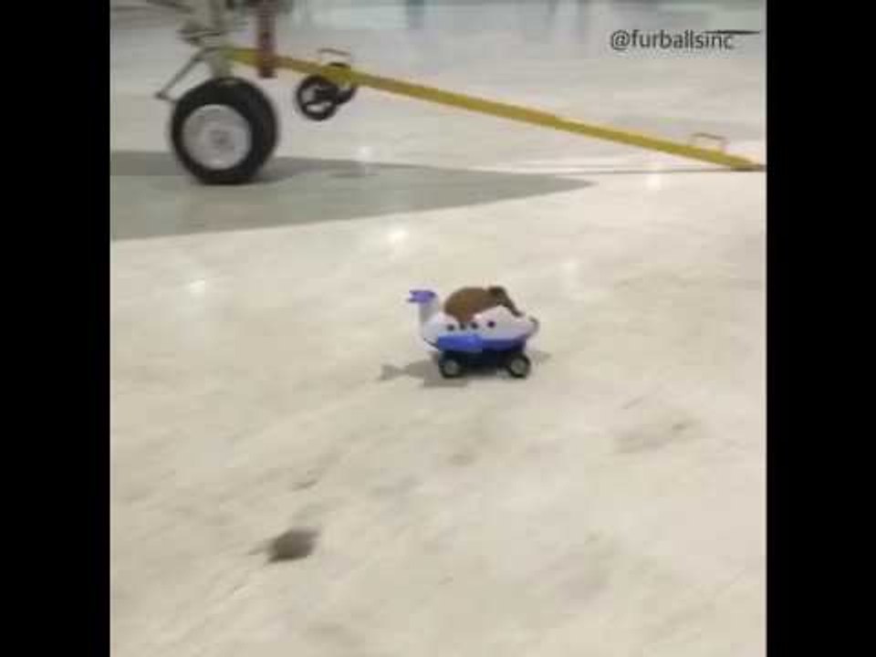 Guinea Pigs Get Ready for Takeoff!