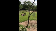 Une girafe se fait agresser par une antilope