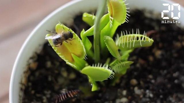 Le piège mortel de la plante carnivore - Le Rewind du Jeudi 15 Juin 2017