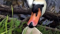 Cygne agressif qui attaque mes chaussures HD