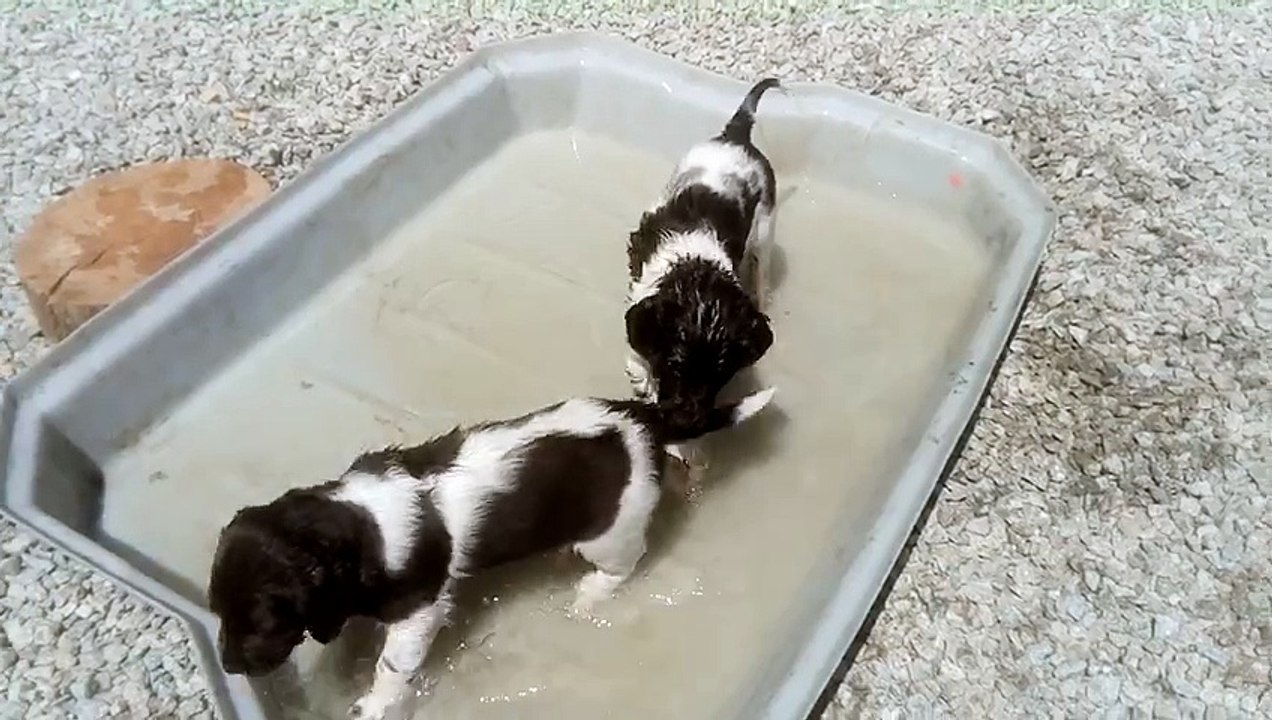 F-Wurf von der Wallmühe, Welpen im Wasser!