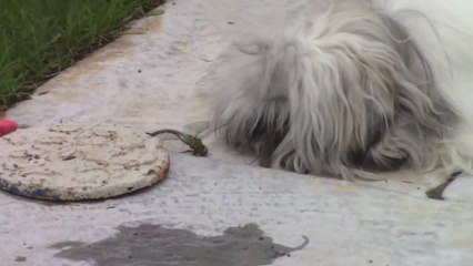 doggo brutally demolishes dragonfly