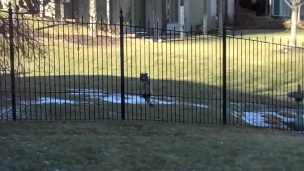 Il vire cette bête de son jardin qui ne veut plus partir LOL !