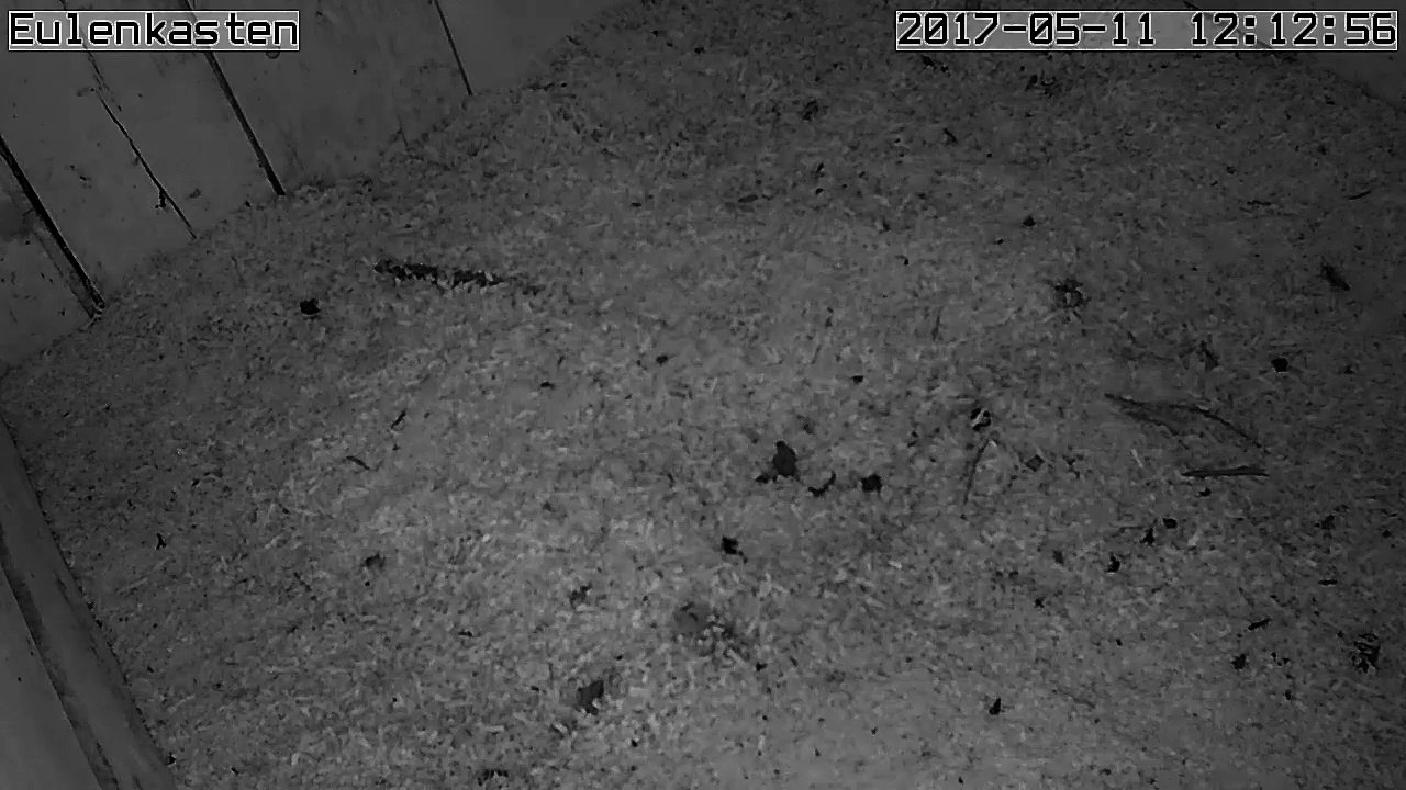 Turmfalken, 11.05.2017 #1