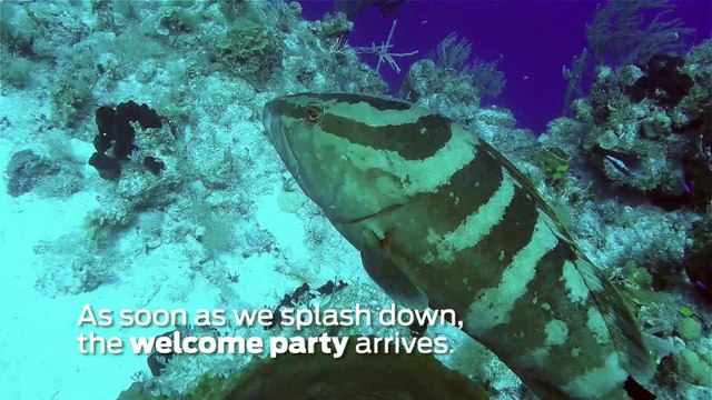 Scuba Diving Encounters: Diving with Sharks in San Salvador