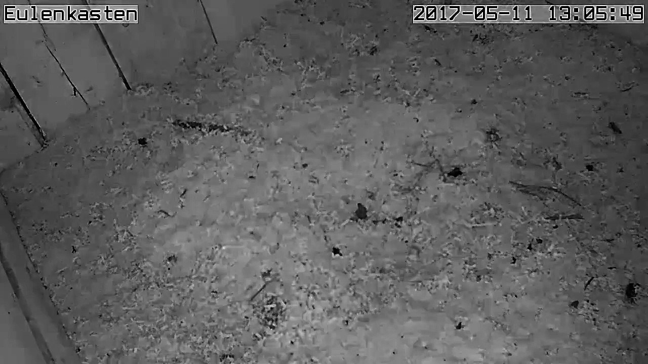 Turmfalken, 11.05.2017 #2