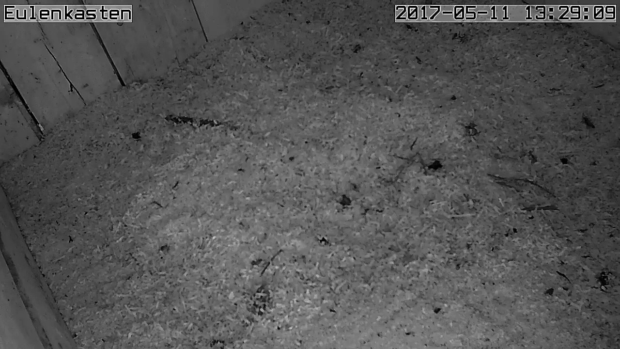 Turmfalken, 11.05.2017 #4