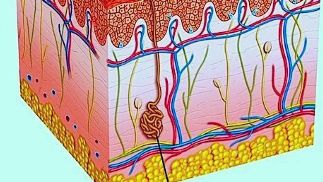 5 COISAS INCRÍVEIS SOBRE O CORPO HUMANO
