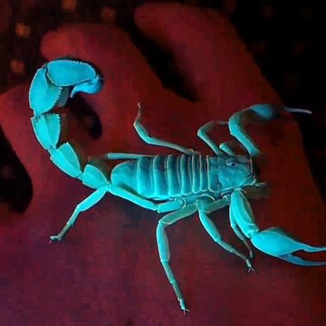 Scorpions under UV