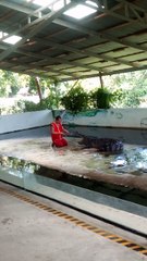 Crocodile Bites Back