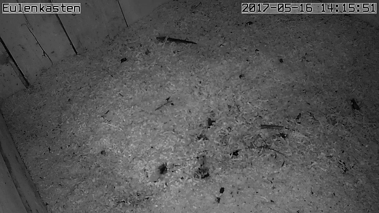 Turmfalken, 16.05.2017