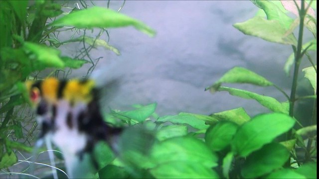 Première ponte jeunes scalaires