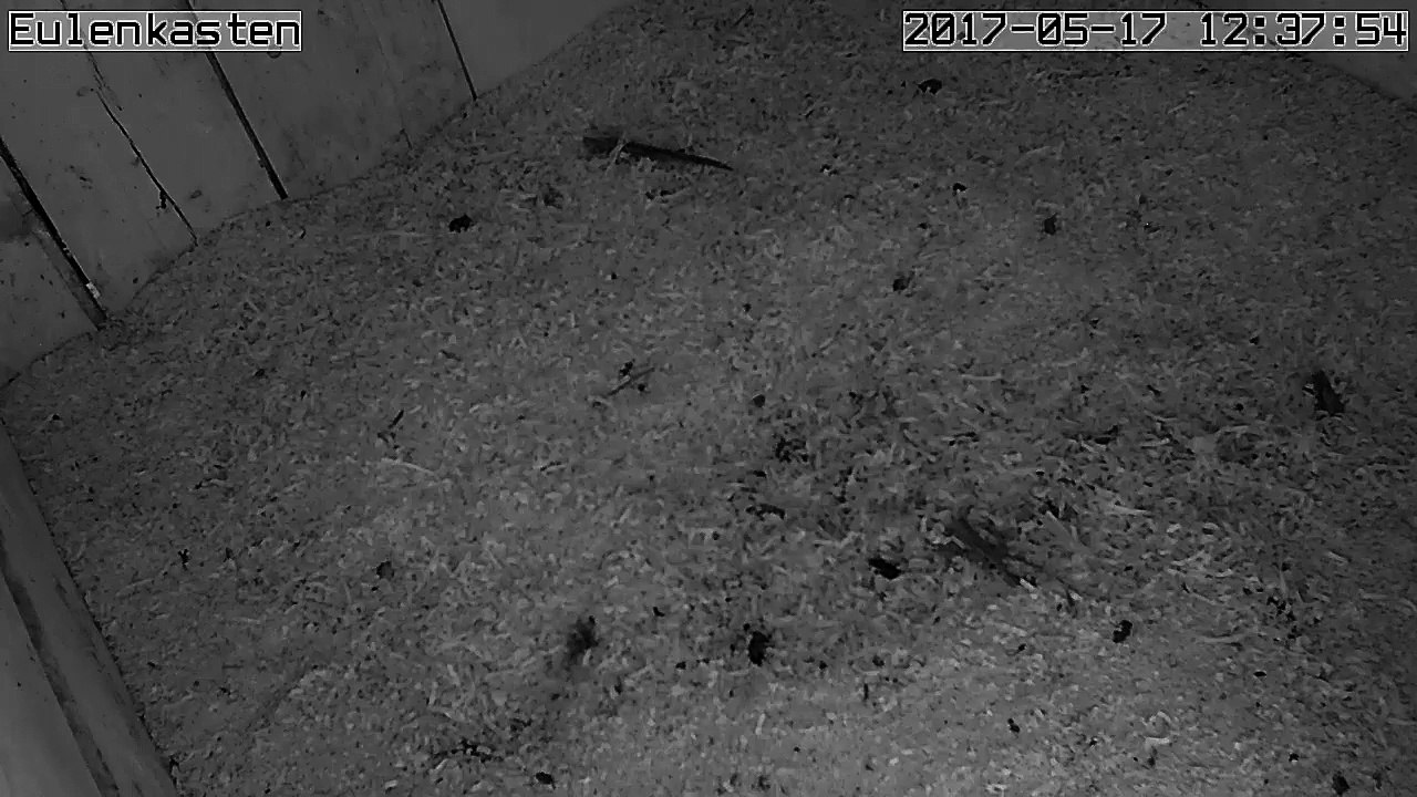 Turmfalken, 17.05.2017 #1