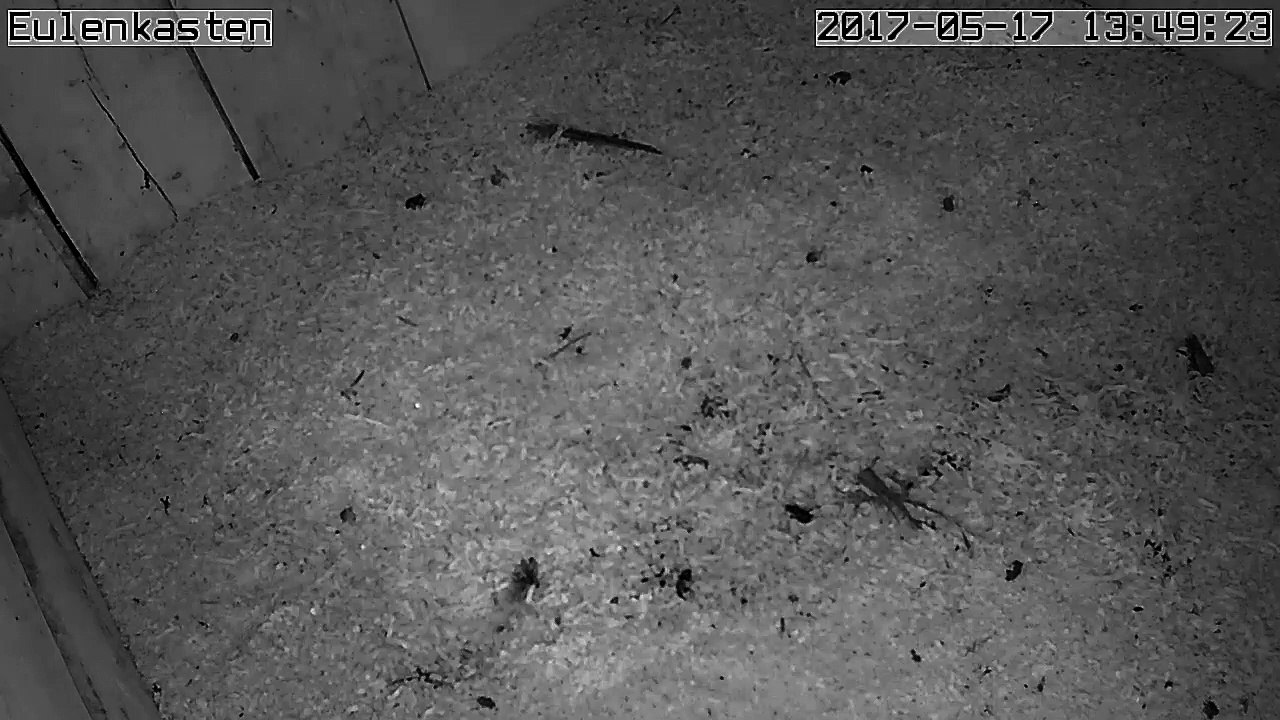 Turmfalken, 17.05.2017 #2