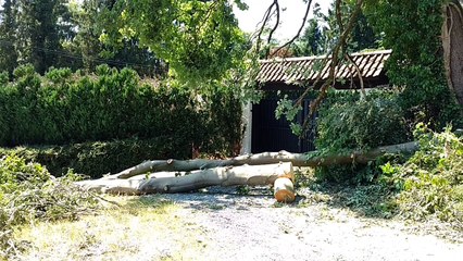 Thuin: des arbres abattus sans autorisation
