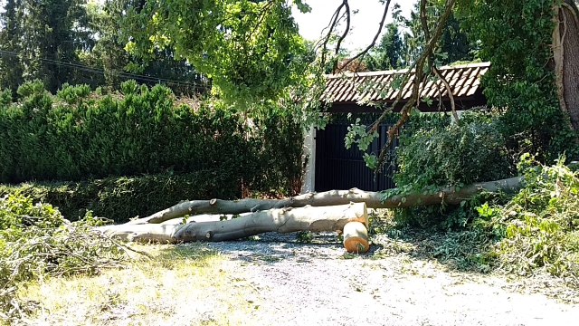 Thuin: des arbres abattus sans autorisation